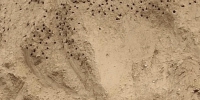 巢穴被防尘网覆盖 郑州众多崖沙燕无家可归 - 河南一百度