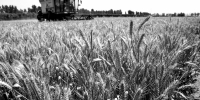 今年麦忙不见人，智慧农机显身手！河南小麦已收获3073万亩机收率99% - 河南一百度