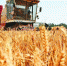 河南小麦夏收告捷!高峰期日收获小麦1048万亩 - 河南一百度