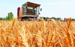 河南小麦夏收告捷!高峰期日收获小麦1048万亩 - 河南一百度