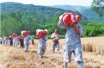 少林寺收麦啦！少林禅耕农场小麦产量有望达到十二万斤 - 河南频道新闻