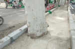 郑州一路边行道树被混凝土封根 市民：请给树留条活路 - 河南一百度