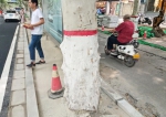 郑州一路边行道树被混凝土封根 市民：请给树留条活路 - 河南一百度