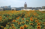 郑州市中心惊现“屋顶太阳林”!约7个篮球场那么大 - 河南一百度