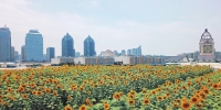 郑州市中心现“屋顶太阳林” 面积约7个篮球场那么大 - 河南一百度