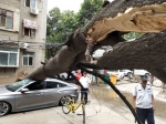 深夜一声巨响!郑州一小区内40年桐树倒了，砸中三辆车子 - 河南一百度