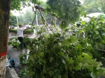 郑州雨后树枝断裂垂落路中间成了“拦路虎” - 河南一百度