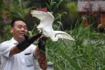 郑州放飞53只被救护的野生鸟儿 - 河南一百度