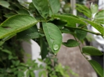 大雨又来！ 河南四地市局部或遭遇大雨或暴雨 - 河南一百度