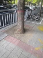 郑州一些路段行道树根部被捂得密实 树根还能呼吸不？ - 河南一百度
