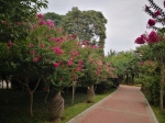 夏日的郑州五一公园，紫薇花开，风景正好 - 河南一百度