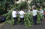 一场暴雨后，郑州为啥倒了这么多棵树？ 相关部门：风大雨大就倒了 - 河南一百度