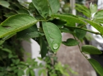 三伏最后一天雨水来捧场 今夜到明天郑州等地有中雨 - 河南一百度