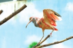 世界上最“红”的鸟来郑州了！郑州市动物园引进一批珍稀鸟类 - 河南一百度