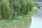 增绿约1.5万平方米，郑州东风渠“美颜”后，堪比“江南水乡” - 河南一百度