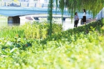 郑州东风渠的“绿披风”快“织”好了 - 河南一百度
