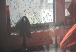 郑州市民家里闯进上万只蜜蜂，消防员被迫“玩火” - 河南一百度