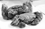 郑州“爱蟹人士”有口福了 螃蟹一斤比去年便宜十多元 - 河南一百度