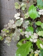 下周河南降雨比较频繁 周一到周五连续都有雨 - 河南一百度