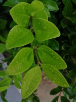 下周河南降雨比较频繁 周一到周五连续都有雨 - 河南一百度