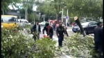 郑州一行道树被刮倒悬在路中间，行人吓得不敢通行 - 河南一百度