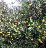 河南唯一产柑橘的地方在信阳 刚刚被农业部认定为示范村镇 - 河南一百度