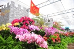 国庆长假后，郑州绿博园菊展、蝴蝶兰展继续 - 河南一百度