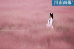 仙气十足!郑州这片“网红”草地正好看，粉色云雾圆你童话梦 - 河南一百度