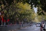 秋天来了，树叶全黄了，郑州政七街成了金色长廊！ - 河南一百度