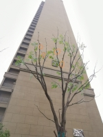 郑州绿地澜庭小区树上树叶是绑上去的，这是为啥? - 河南一百度