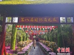 中外800个菊花品种亮相开封国际菊花展 - 中国新闻社河南分社