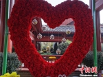 中外800个菊花品种亮相开封国际菊花展 - 中国新闻社河南分社