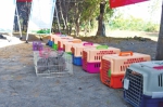 郑州野生动物救护站搬新家揭牌仪式上放归58只(头)被救护的野生动物 - 河南一百度
