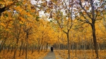 太美了！郑州这16所高校校园内，藏着最美的秋色！ - 河南一百度