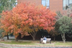 太美了！郑州这16所高校校园内，藏着最美的秋色！ - 河南一百度