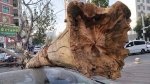 郑州一大树被刮倒成了拦路虎 两天过去不见清走 - 河南一百度