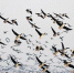 寻“禽”记丨黄河长垣境内成鸟类天堂，冬季各种禽鸟达数万甚至十万只 - 河南一百度