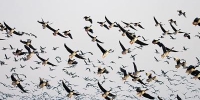 寻“禽”记丨黄河长垣境内成鸟类天堂，冬季各种禽鸟达数万甚至十万只 - 河南一百度