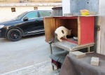 惊呆！郑州一居民家中养百余只猫 邻居“熏得睡不着” - 河南一百度