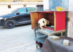 郑州一居民家中养百余只猫 邻居“熏得睡不着” - 河南一百度