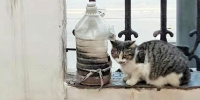 郑州一居民养猫数十只，邻居被熏难入眠！协议期限已到仍未搬离 - 河南一百度