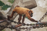 动物家族又添新成员!红吼猴和白脸僧面猴首次安家郑州市动物园 - 河南一百度