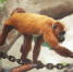 郑州市动物园首次引进红吼猴和白脸僧面猴 - 河南一百度