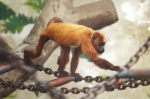郑州市动物园首次引进红吼猴和白脸僧面猴 - 河南一百度