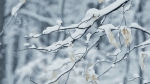 河南开启“雨雪”模式，今夜到明天多地有小雪，局部中到大雪 - 河南一百度