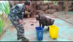 郑州动物园的黑猩猩也开始学垃圾分类了? - 河南一百度