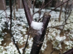 雪花飘了将近一天 未来三天雾霾比较明显 - 河南一百度