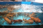 走访郑州海鲜市场：每斤258元的帝王蟹，春节前一个月能卖50吨 - 河南一百度