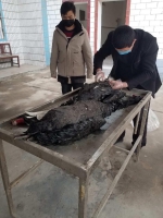 郑州绿博园内两只黑天鹅突然死亡，原因公布！ - 河南一百度