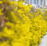 郑州的迎春花簇拥“走”上街头，都是春天的味道呀 - 河南一百度